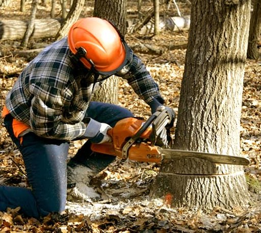 Tree Removal in Robson, WV